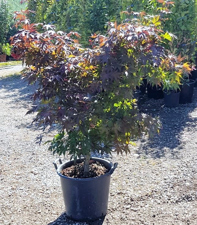 Érable du Japon en pot