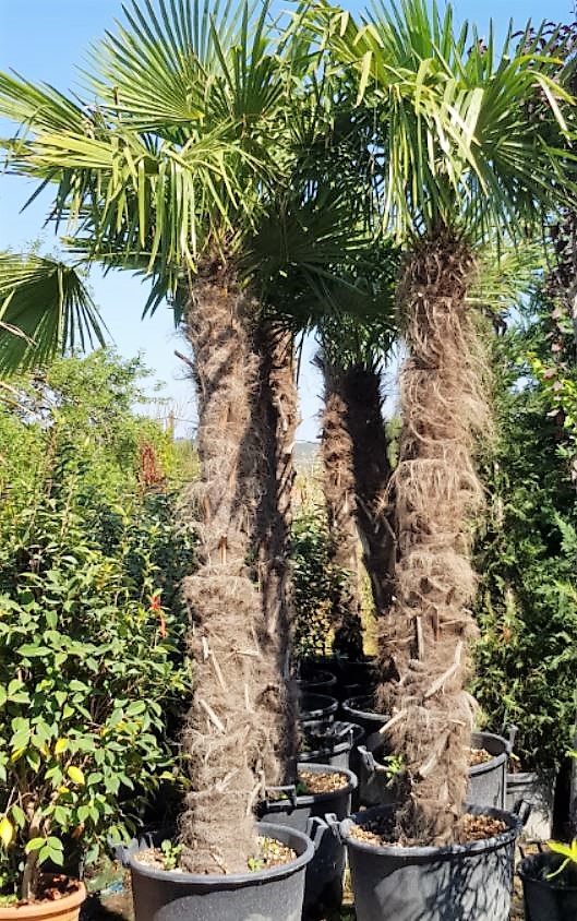 Palmier vendu par la pépinière Pierre Déco à Gardanne